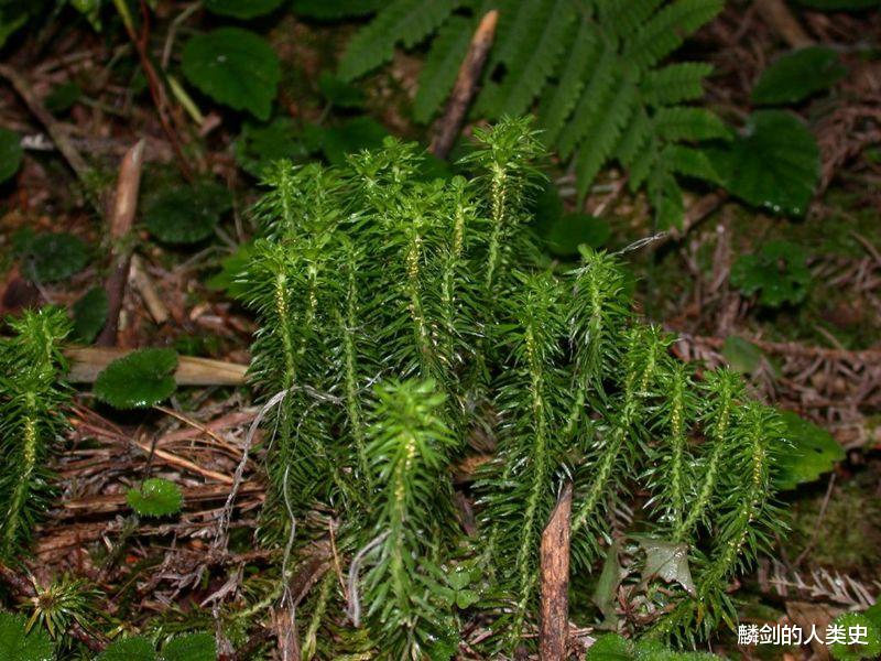 【地球生物全系列——植物篇】石松门—石松目
