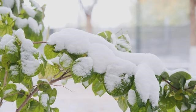 清华大学|愿以三分初雪，勾勒百景清华（多图）