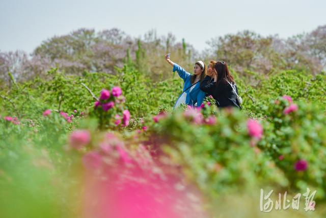 河北新闻网 河北邯郸：“玫”好事业富农家