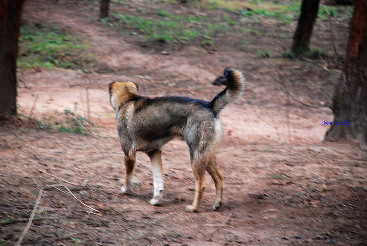 水逆晋升功臣|中国民间故事：养了野狗