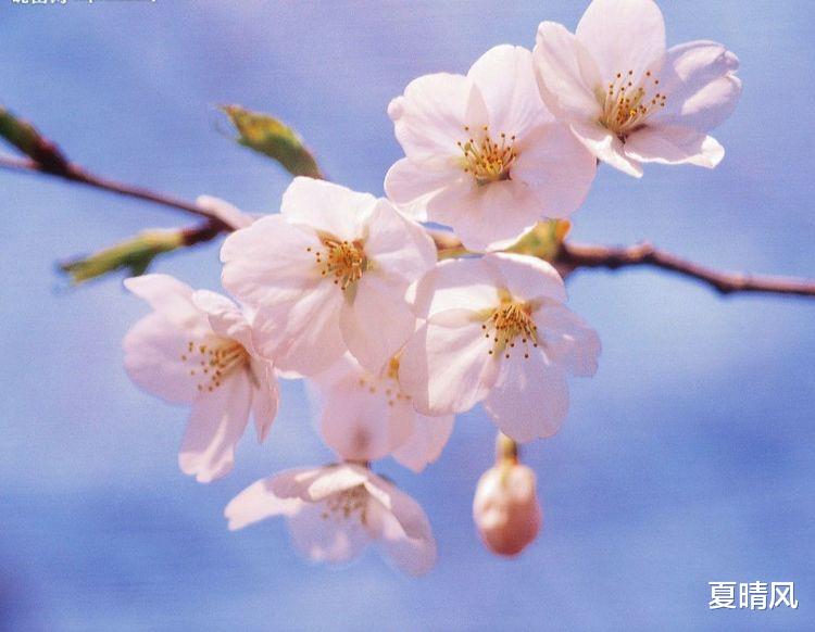 夏晴风|林生斌人设崩塌的背后,是对人心的玩弄