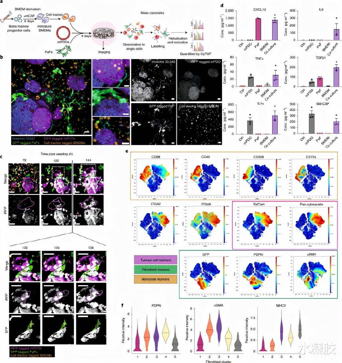 空间站 《自然·通讯》麻省理工学院/曼彻斯特大学：微环境启发一篇水凝胶