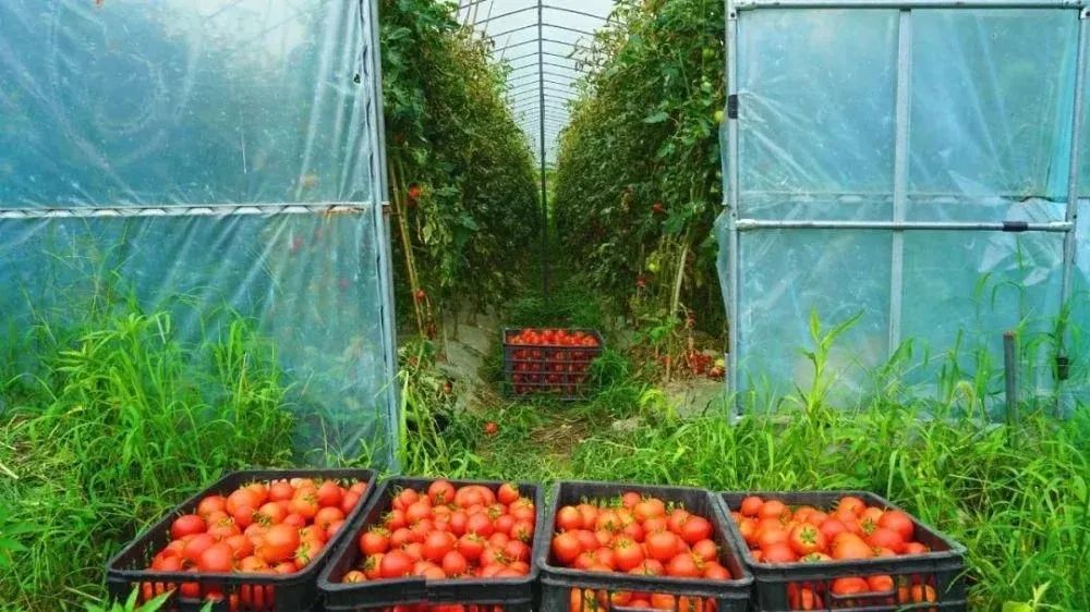 黔东南头条新闻 贵州黄平：把希望种在林间撒在坝区