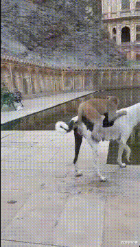 大爷 “德国牌子的菜刀也不过如此，没考虑中国人会用来拍蒜吗？”