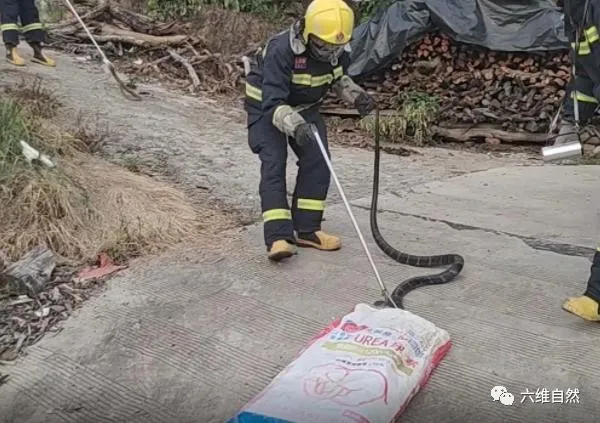 六维自然|四川发现两条毒蛇的争斗,眼镜王蛇正要捕食眼镜蛇,却被一网捉