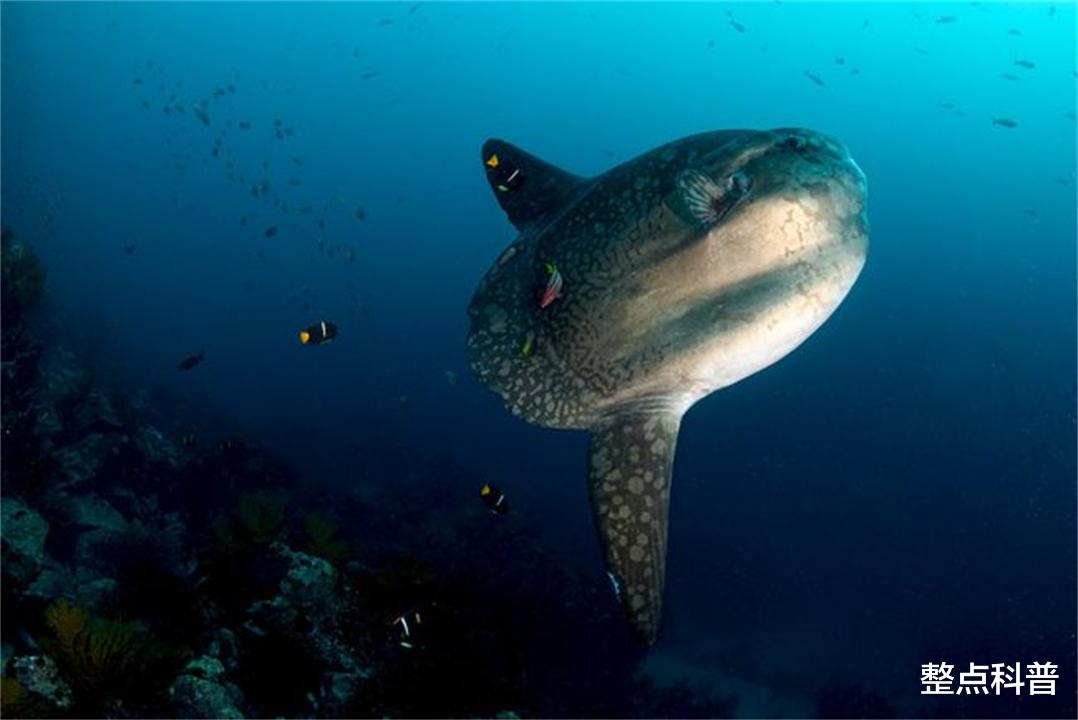 翻车鱼 只有头没有身子的翻车鱼，蠢萌到被咬不会逃跑，为什么还没灭绝？