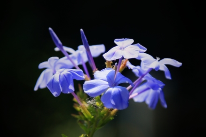 本人讲星座|8月下旬，桃花连枝，前缘复原，3大星座邂逅旧情人，一直念念不忘