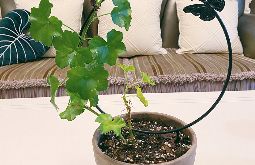 冬天不爱开窗就种植这4样植物，专门吸收废气！