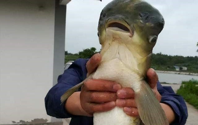大爷|大爷野钓的罕见经历，意外收获“外星人头”草鱼，网友：变异了