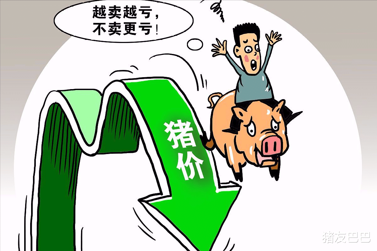 4月17日，豬價沖高回落，行情“一片綠”，豬價跌破24元/公斤！-圖4