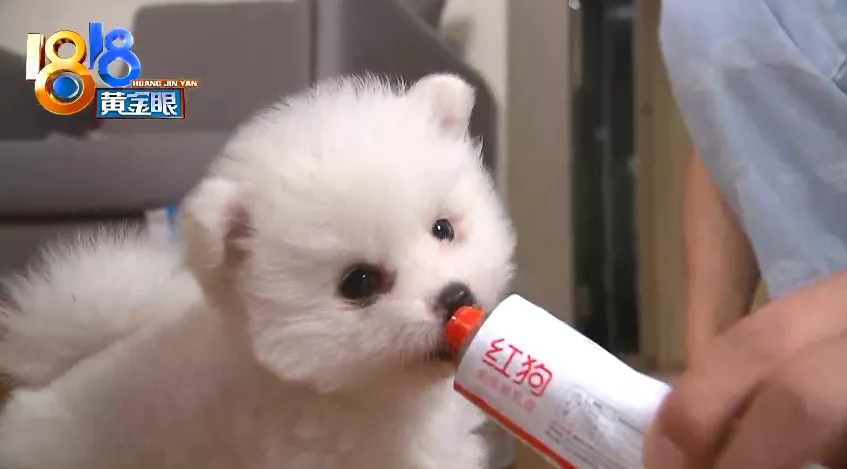 杭州 消费者怀疑买到“星期猫”，找上门发现是“老朋友”了