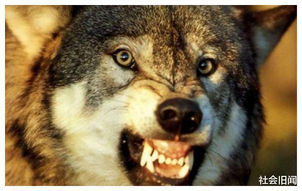  为何老人说遇到狼群不要慌，带把盐能救命？原来是有科学依据的