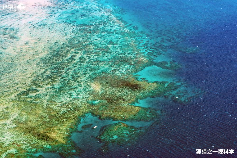 珊瑚礁|太空中唯一肉眼可见的地球生物？它不仅美丽，还是生态系统的基石
