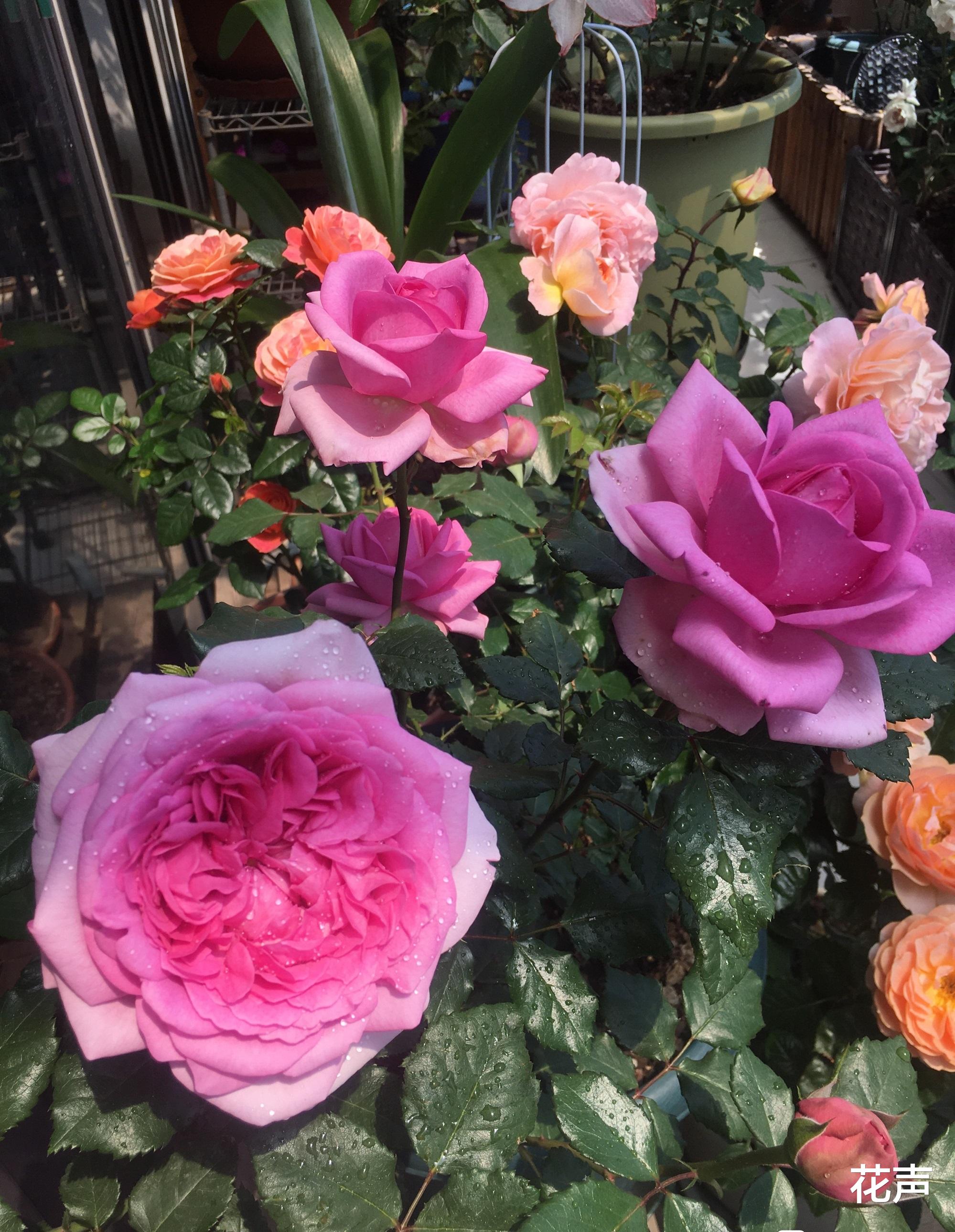 花声 月季花“庞巴度”—集赏花、闻香于一身，四季勤开，阳台党也能养
