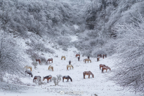 自驾|立冬已过，你期盼的仙女山雪景正在赶来的路上