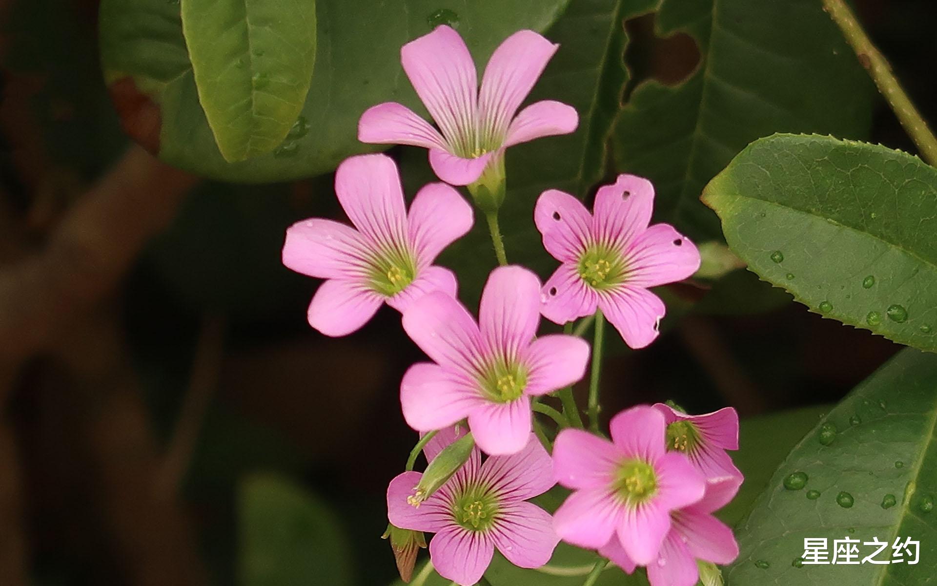 星座之约|8月30日星座运势：今非昔比，展露风采的四大星座