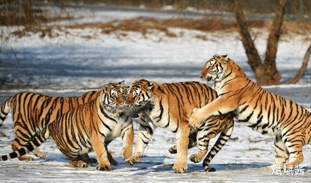 斌斌酱|如果放两只老虎到非洲草原,它克服三方面挑战后,会取代狮子成为新的之王吗?