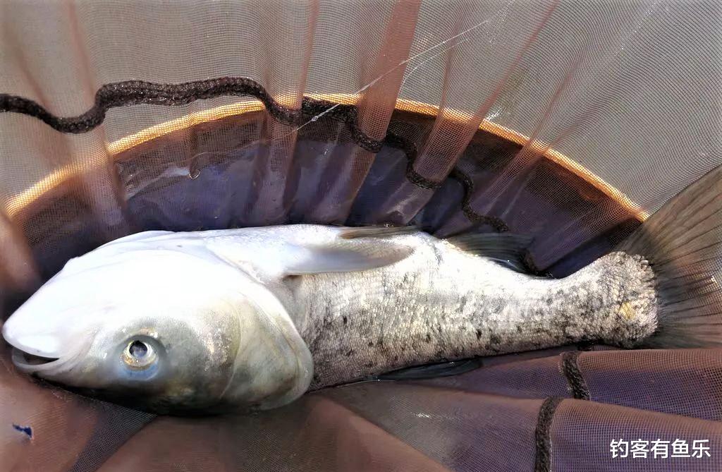 鲢鳙|钓鲢鳙其实不难，注意2点规则，新手照样爆护