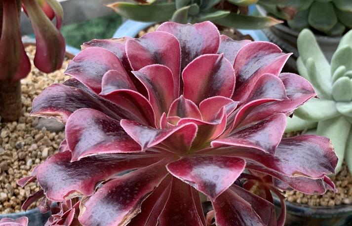 续约紫罗兰|多肉法师耐半阴,9-10月份正好入手,平常太阳不直晒它们也会很美