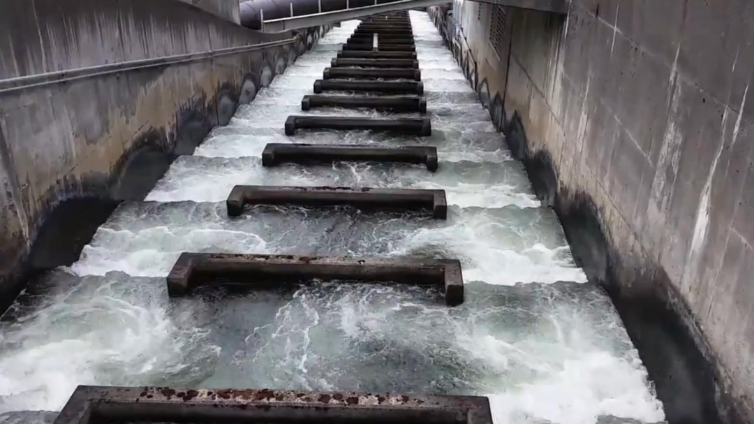 人类发明并修建了鱼梯,鱼梯到底是什么东西?今天算长见识了