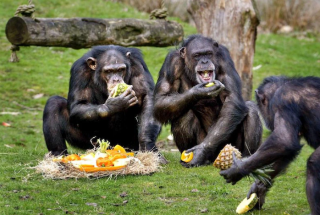 基因 强者幸存，你在开玩笑吗？你真的理解达尔文吗！进化中最大的误解