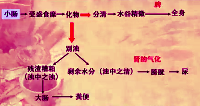 |一起学中医：作为六腑之一，小肠有哪些基础知识要掌握？