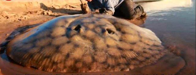  吸血毯是什么动物? 传说中的吸血怪物是真的吗?