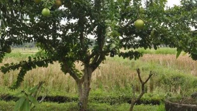 手雷 杀伤力最大的树，果实爆炸堪比手雷