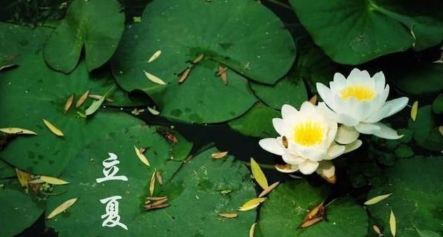 童书小窝 农谚：“立夏雨不下，有女早出嫁”，说的是怎么一回事？