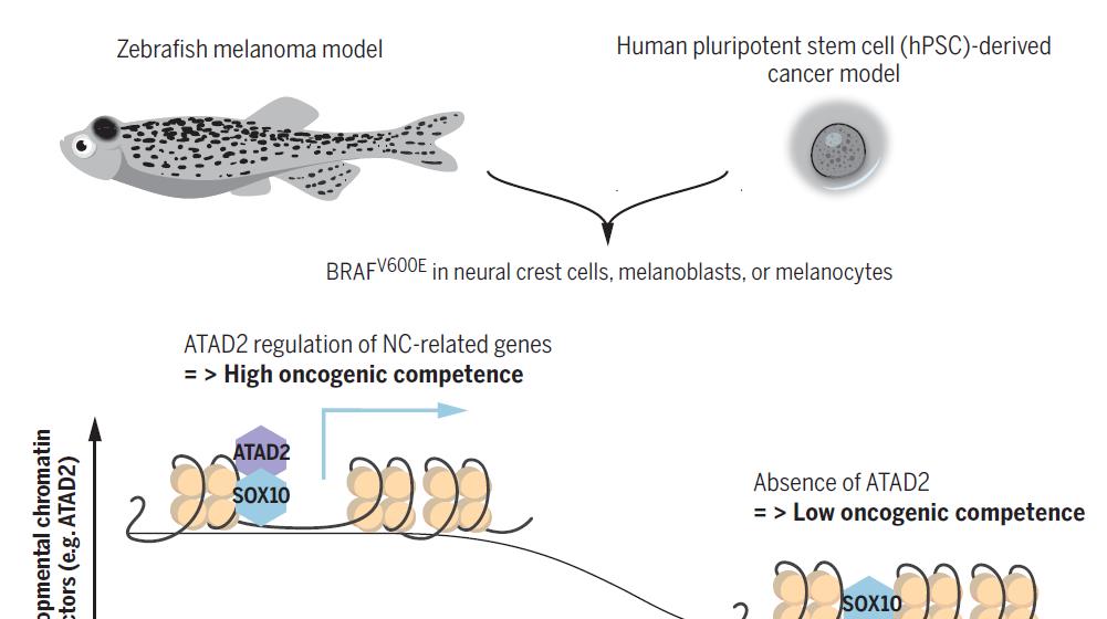 黑色素瘤 Science重磅：科学家找到癌症发生源头，治愈肿瘤有了新思路