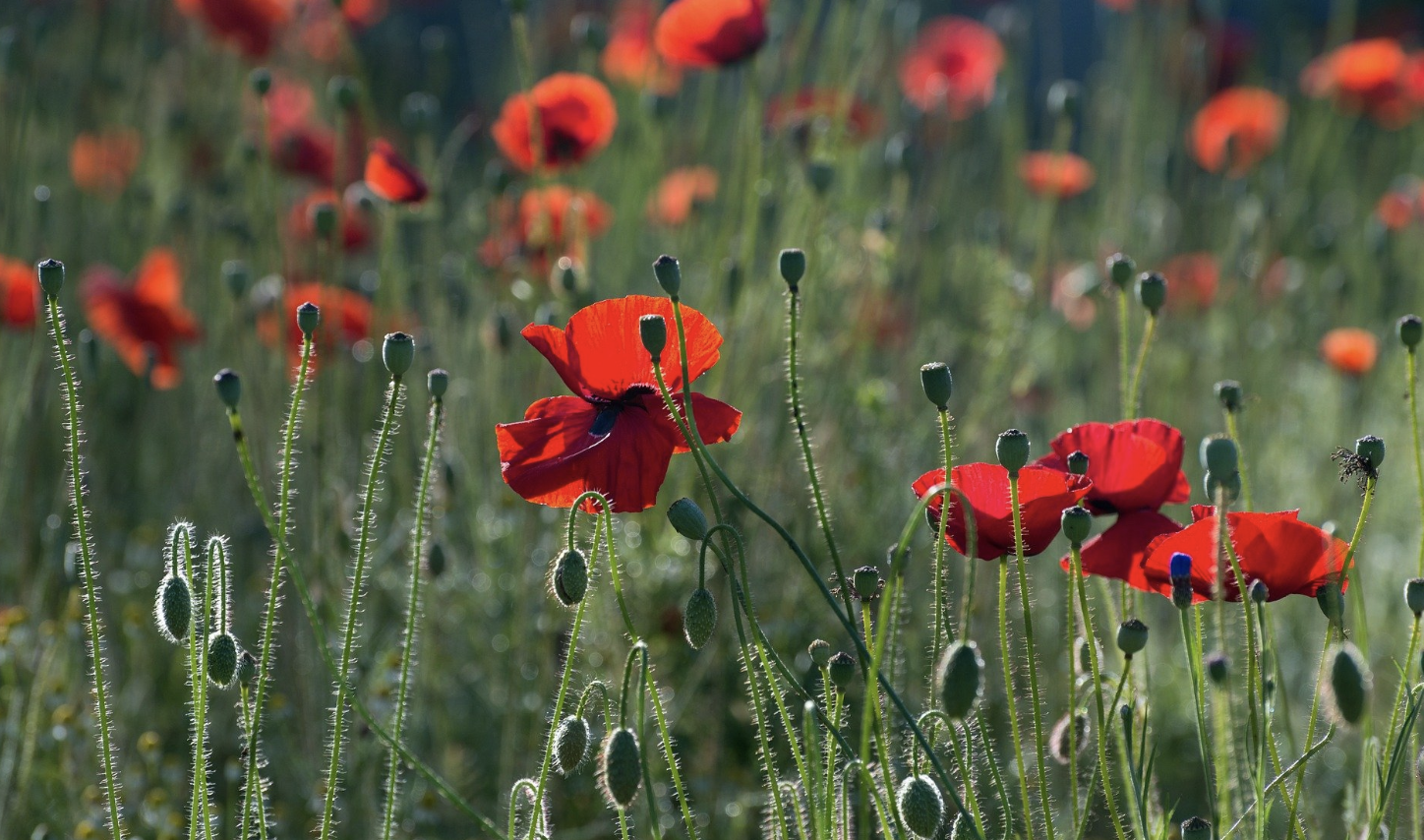 生肖夜梦|8月底，半天不见，寝食难安，3生肖挽回旧爱，月老撮合，重启恋情