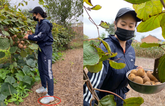 曾舜晞|44岁芙蓉姐姐农地摘水果！鞋子沾满泥巴太狼狈，穿紧身衣身材丰腴