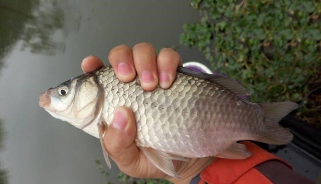 |大河冬季鱼情差，台钓你钓深还是钓浅？可以当作参考