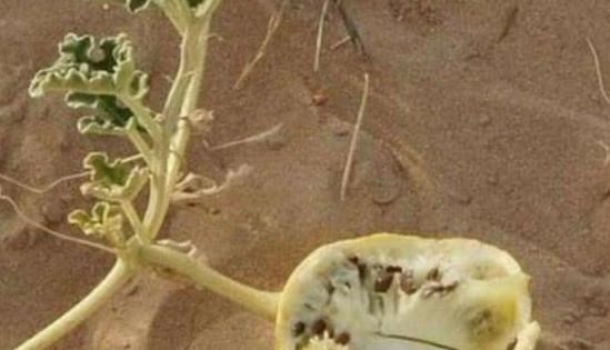 南锣鼓巷 为什么沙漠中“西瓜”不能摘?网友:这根本就不是西瓜