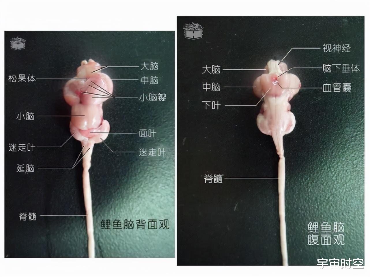 硬核科普:为什么只有人类进化出高度发达的大脑?