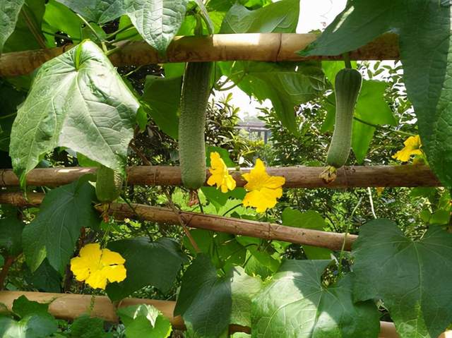 徐丰溪|农村12种不长虫不用打药的家常菜,种下去就有得吃,你家有几种?