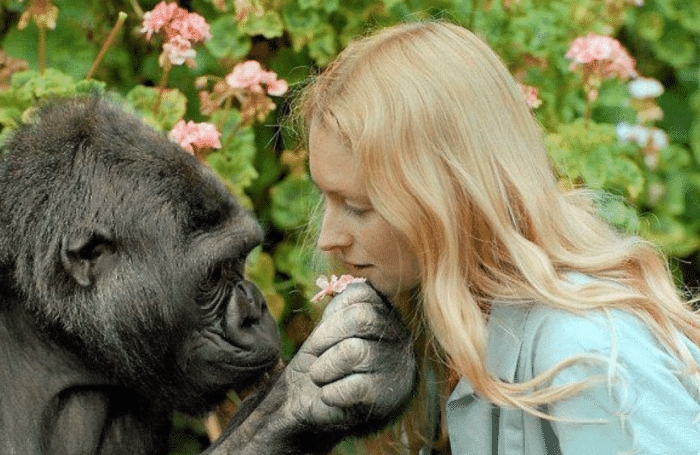 科学家 苏联开展“人猿杂交”实验，5位女性参与，最终结局如何收场？