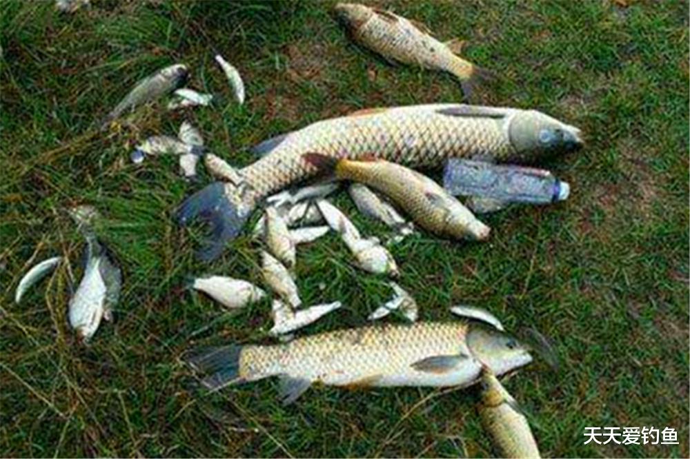 饵料|5月份钓鱼，技巧跟春季有很多不同，钓法要变一变，才能连竿上鱼