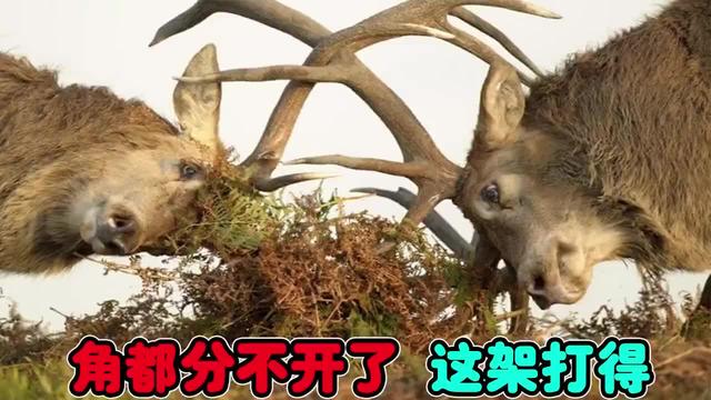 鹿角每年都会自然脱落,人类为何割鹿茸,而不是捡拾脱落的鹿角?