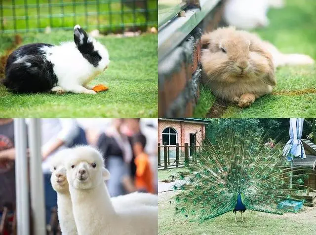 从规划设计入手,萌宠乐园投资把控不再是难题!