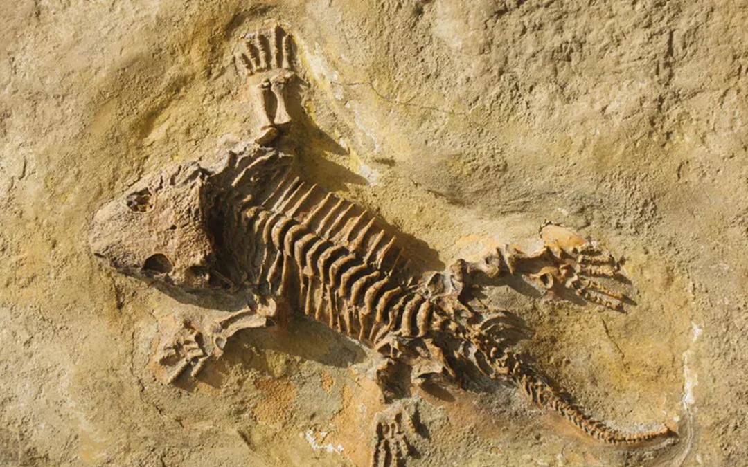 达尔文 陆地动物的老祖宗被发现：一条4亿年前的鱼，游出一片天！