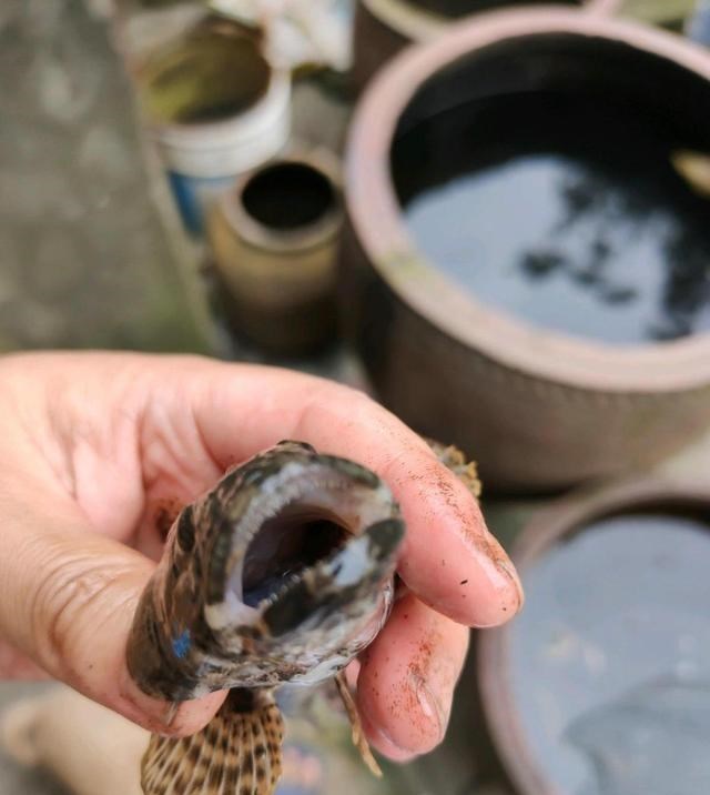 宓孤林|笋壳鱼？广东韶关小河里“小黑鱼”泛滥，有人一天钓上百条
