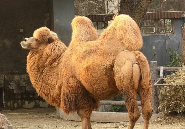 基因 “一夫一妻”的动物，如果一方死了，它们能经受住交配的诱惑吗？