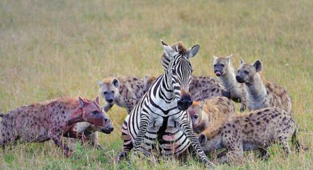 斑鬣狗 非洲的食腐动物，斑鬣狗其实只能垫底，其他三种动物才是主力