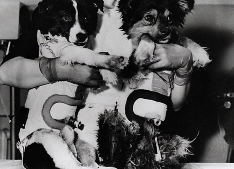 63年前,一条狗被人类送到地球上空,至今还在太空,它后来如何