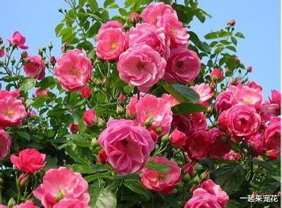 一起来宠花 家门口的菜园子，闺蜜打造成小花园，开出花海做法高级