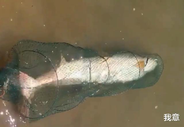 老虎 江苏一男子钓获“水老虎”,放鱼护却跑了,网友:估计半年睡不好