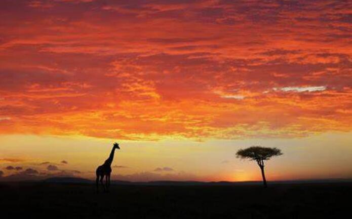  为了对付长颈鹿，金合欢树奇招叠出，却被长颈鹿一一化解