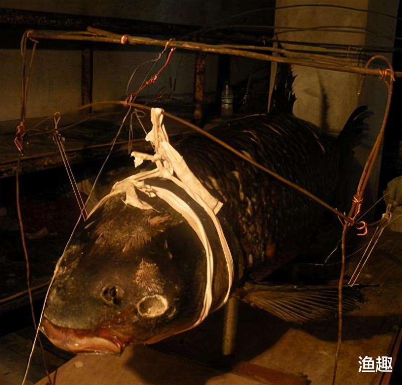 |青鱼嘴里有个“宝”，一般人不知道，这宝贝可媲美“玉石”