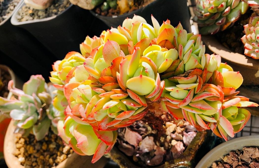 植萌|入秋之后，可以把碧桃养出透黄的果冻色，这5点要做好